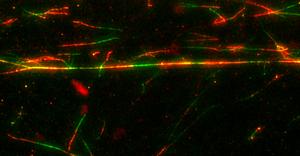 Labeled DNA fibers used in this study