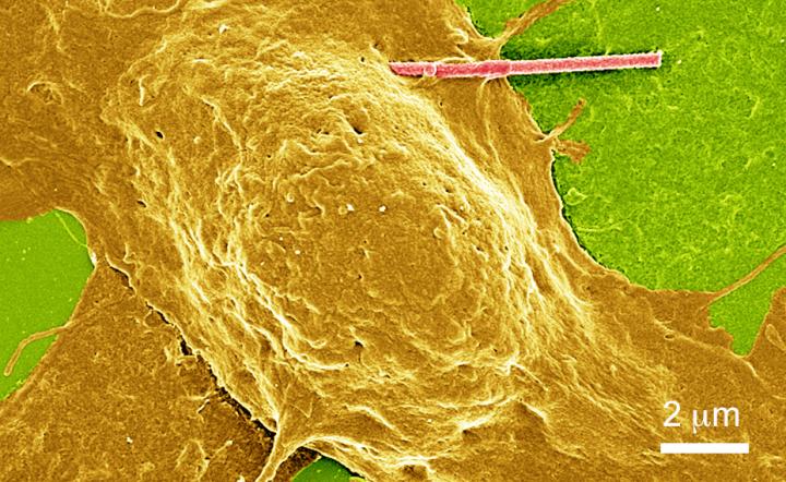 Researchers Invent Tiny, Light-Powered Wires to Modulate Brain'S Electrical Signals