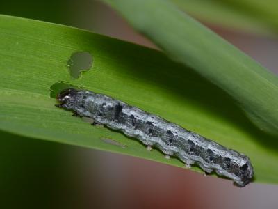 <i>Spodoptera littoralis</i> on a Maize Plant