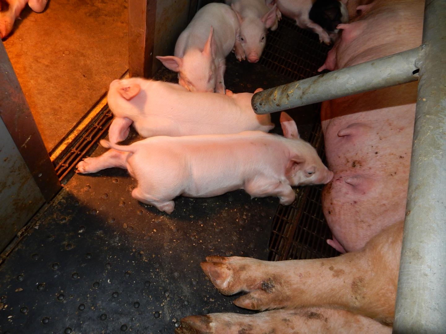 A local swine farm