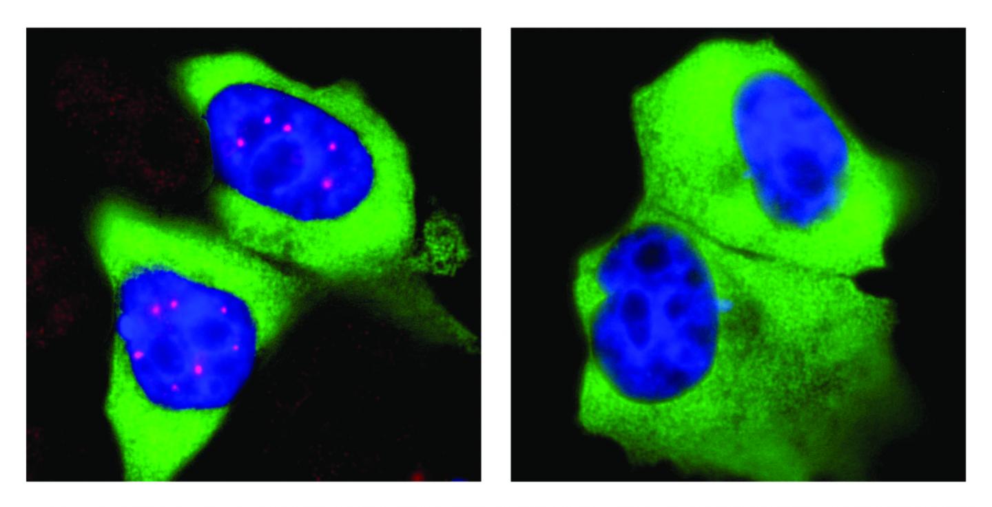 Human cells