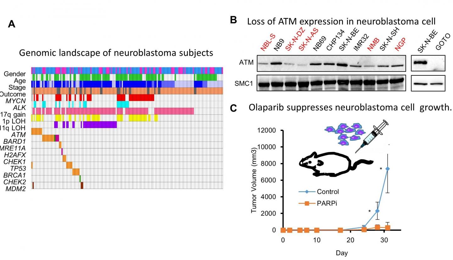 Fig Samples with Mutations in DNA 