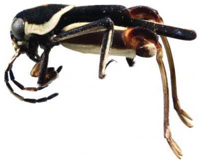 <i>Ripipteryx mopana</i>