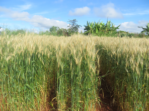 Genomic surveillance identifies global strain of emerging wheat disease fungus