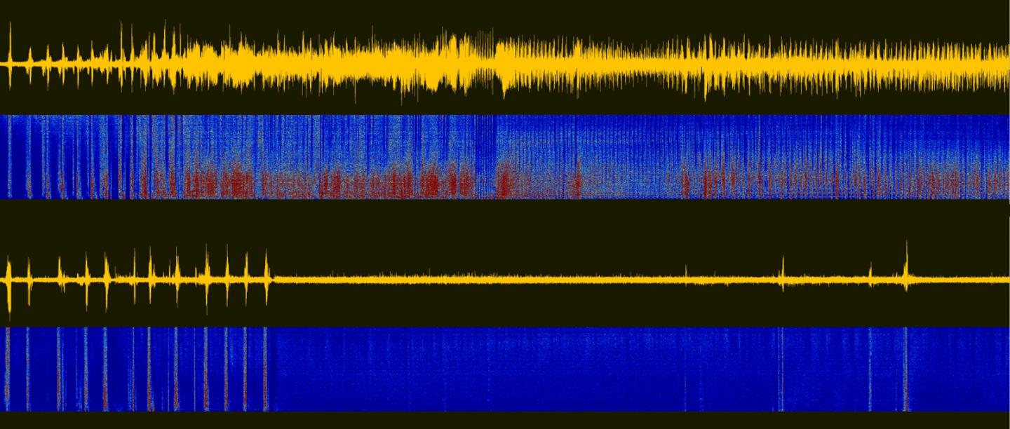 Seizure Activity in Rats