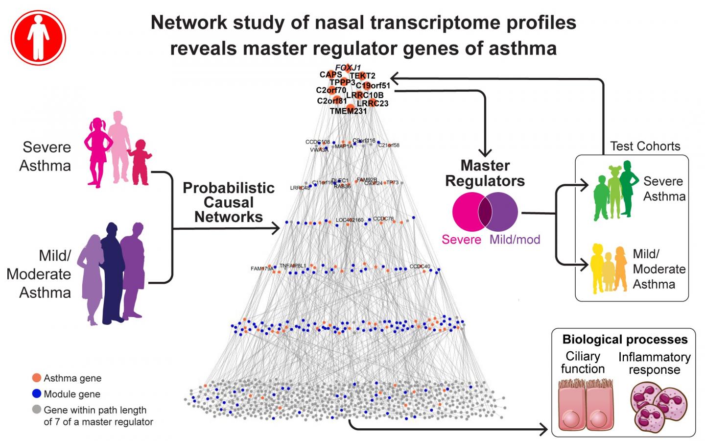 Graphical Abstract