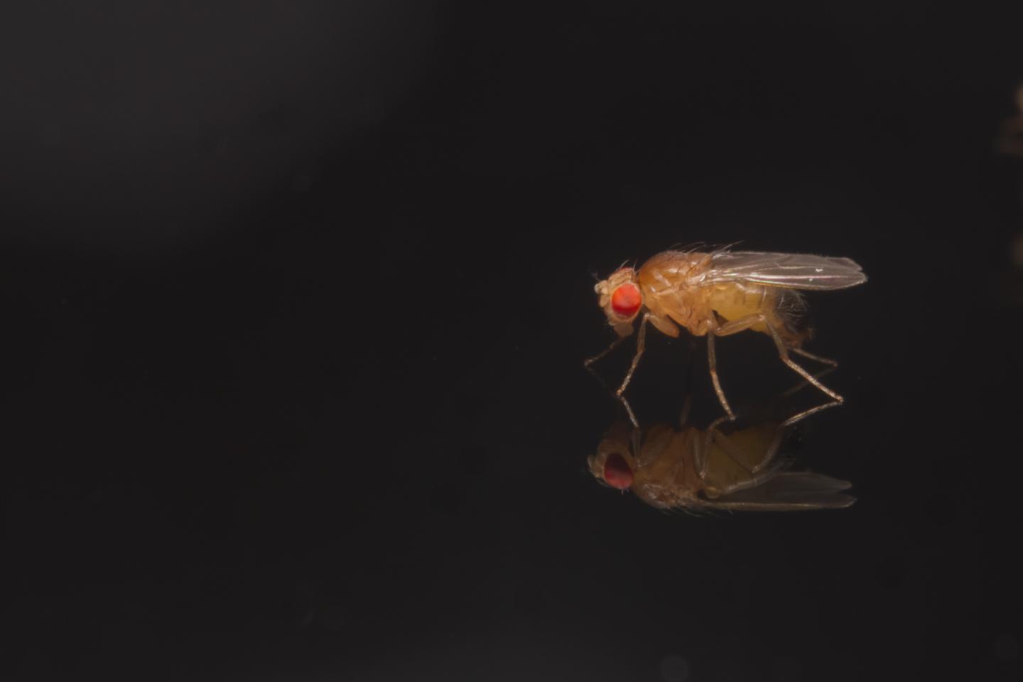Male <i>Drosophila melanogaster</i>