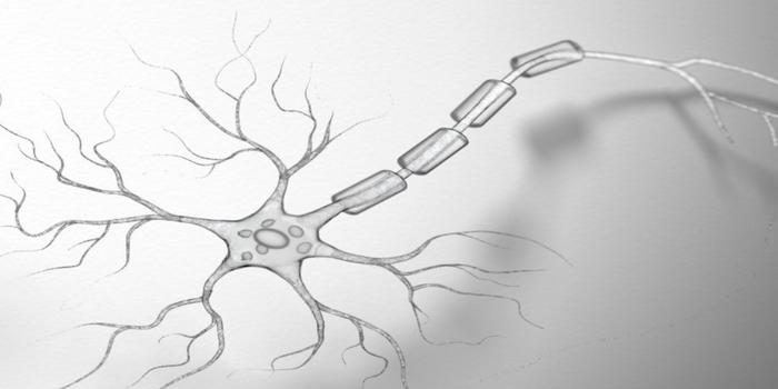 How Are Stretch Reflexes Modulated During Voluntary Movement?