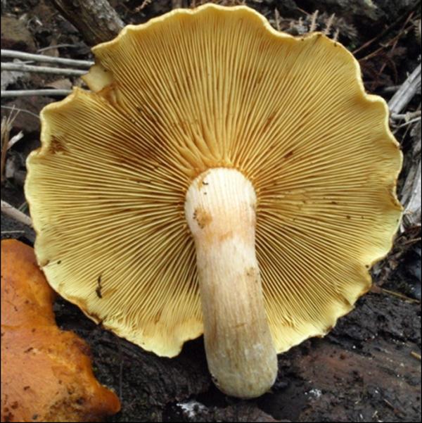 Wood Decaying Species (<i>Gymnopilus junonius</i>) from the Order Agaricales