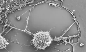 Study Finds ‘Supercharging’ T Cells with Mitochondria Enhances Their Antitumor Activity