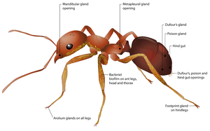 Chemical ant factories can substitute pestici | EurekAlert!