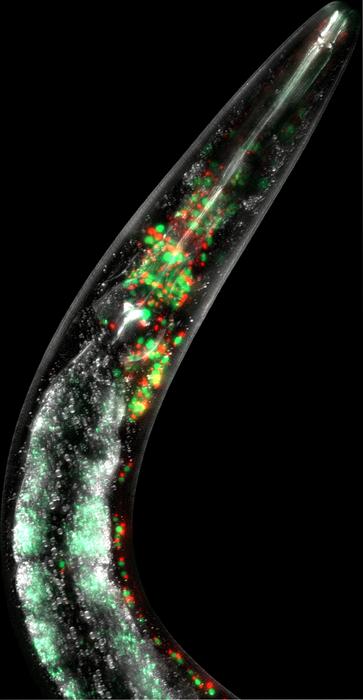 Mitochondria of c.elegans