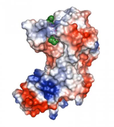 Structural Model of TB Enzyme