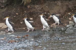 Royal Penguins, Macquarie Island, Australia