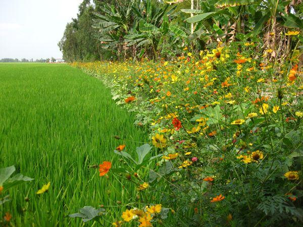 Rice Fields and Strips of Flowers in Vietnam