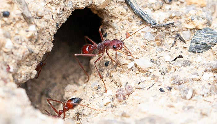 Bull ant in nest