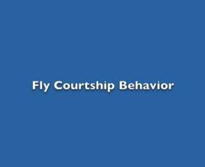 Fruit Fly Courtship Behavior