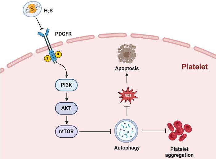Hydrogen Sulfide Promotes Platelet Autophagy via PDGFR-α/PI3K/Akt Signaling in Cirrhotic Thrombocytopenia