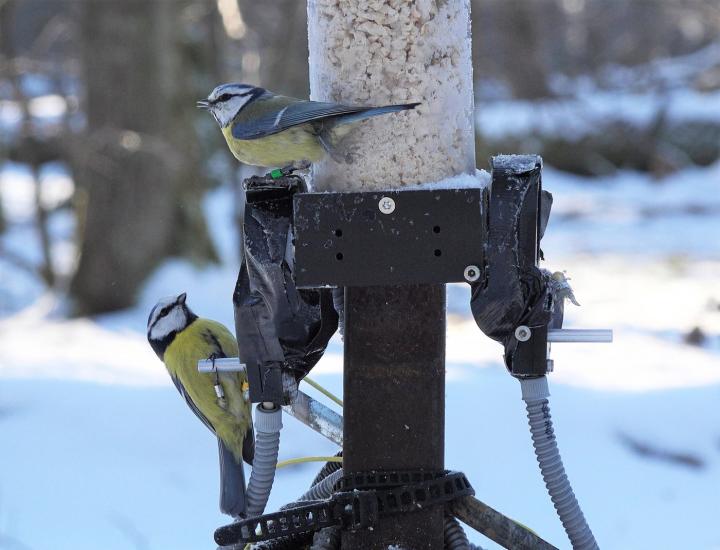 Blue Tits (Cyanistes caeruleus)