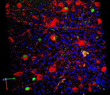 Taking Aim at Mitochondrial DNA
