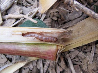 Worm in Stalk