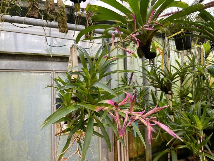 Tillandsia leiboldiana grown in the bromeliad collection of the Botanical Garden of the University of Vienna. It is closely related to CAM-performing T. fasciculata, but in standard conditions it does not perform CAM itself. Instead it collects water in a