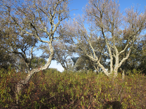 Cork oaks among gum rockroses in Portugal.