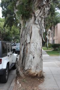 Urban Forestry: Making Room for Nature