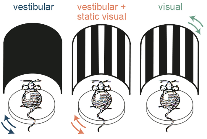 Neuroscientists Illuminate How Brain Cells ‘Navigate’ in the Light and Dark