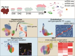 Single-cell characteristics at four various postnatal stages of pig liver