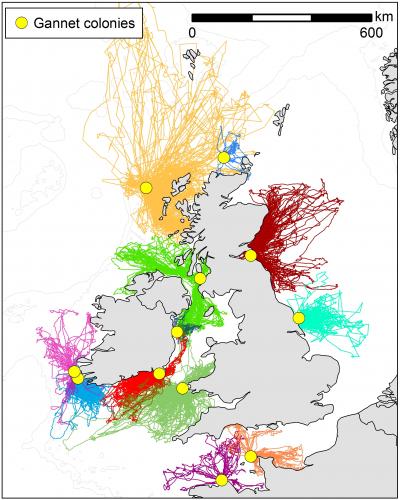 Map of Individual Gannets Flights