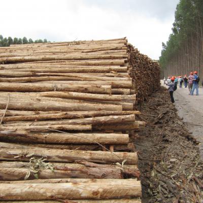 Eucalyptus Logs