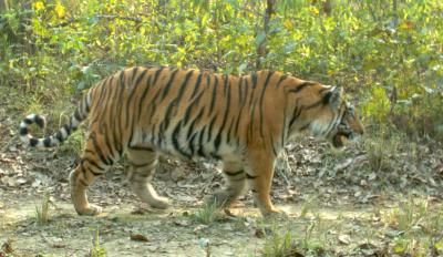 Tiger in Chitwan
