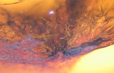 Flock of Feathers Preserved in Cretaceous Amber (4 of 10)