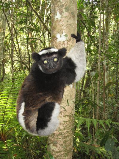Parasites of Madagascar's Lemurs Expanding with Climate Change