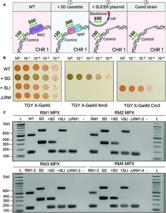 Fig. 3. Seamless deletion of RM1-4 genes using SLICER in D. radiodurans.