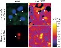 FISH NanoSIMS