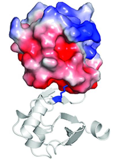 The Interaction Domain of An Auxin-Related Protein