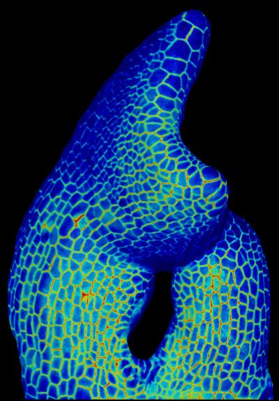 Surprisingly Long Evolutionary Route to Simple Leaf Shape (2 of 4)