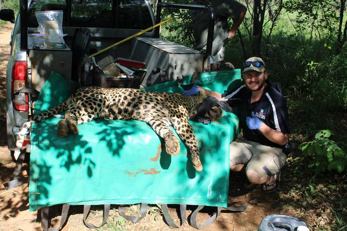 Declan Morris with a leopard