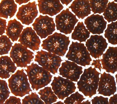 Polyps of a Porites Coral