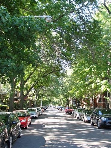 Shifts in Habitat Suitability May Change Landscape for Chicago Region Urban Forests