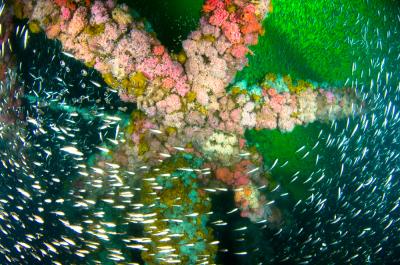 Platform Gilda in the Santa Barbara Channel Hosts a Variety of Marine Life