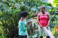 Pharmacy in the Jungle - Medicinal Plants