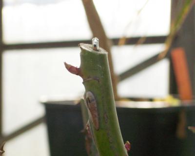 Embedding Microchips in Ornamental Shrubs