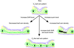 Creating a C4-like vein pattern in rice by manipulating SHORT ROOT and auxin levels