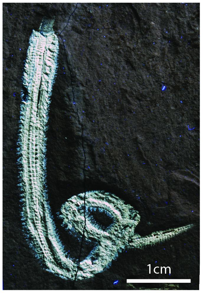 The Fossil Fireworm <em>Rollinschaeta myoplena</em>