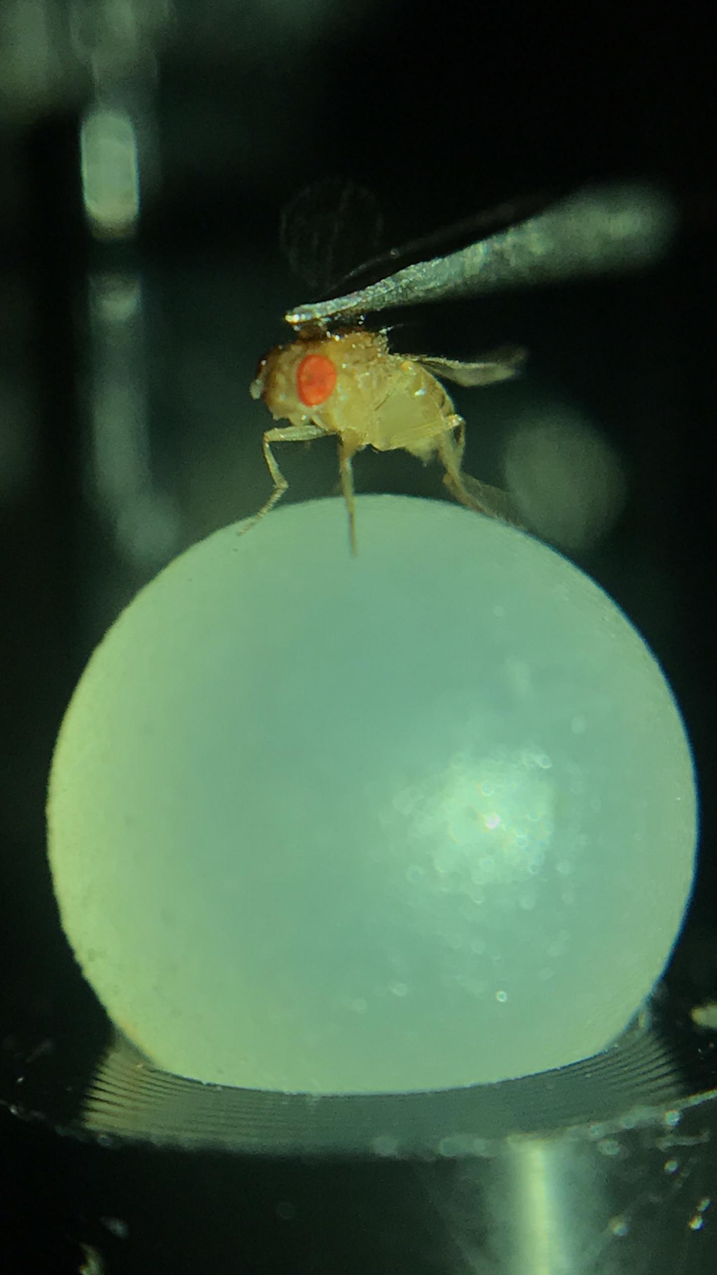 Fruit Fly on a Ball