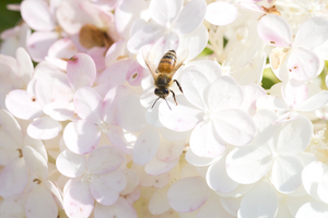 Bee and flowers