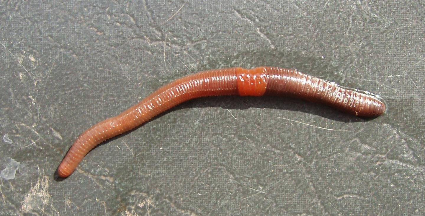 Earthworm invaders alter northern forests, Earth